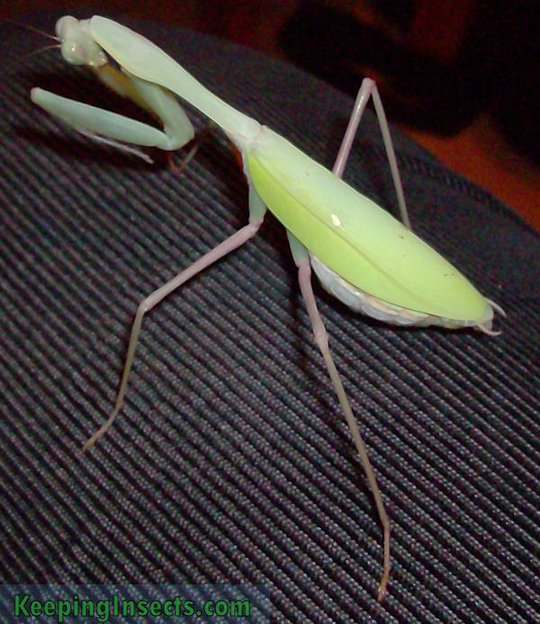 Mante géante asiatique