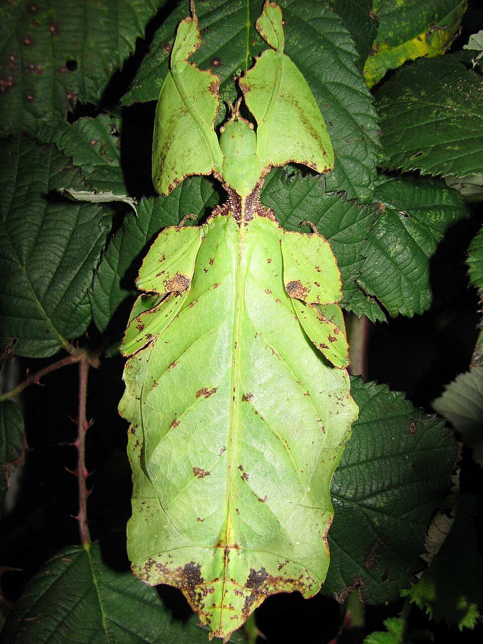 Giant-Leaf-Insect 01