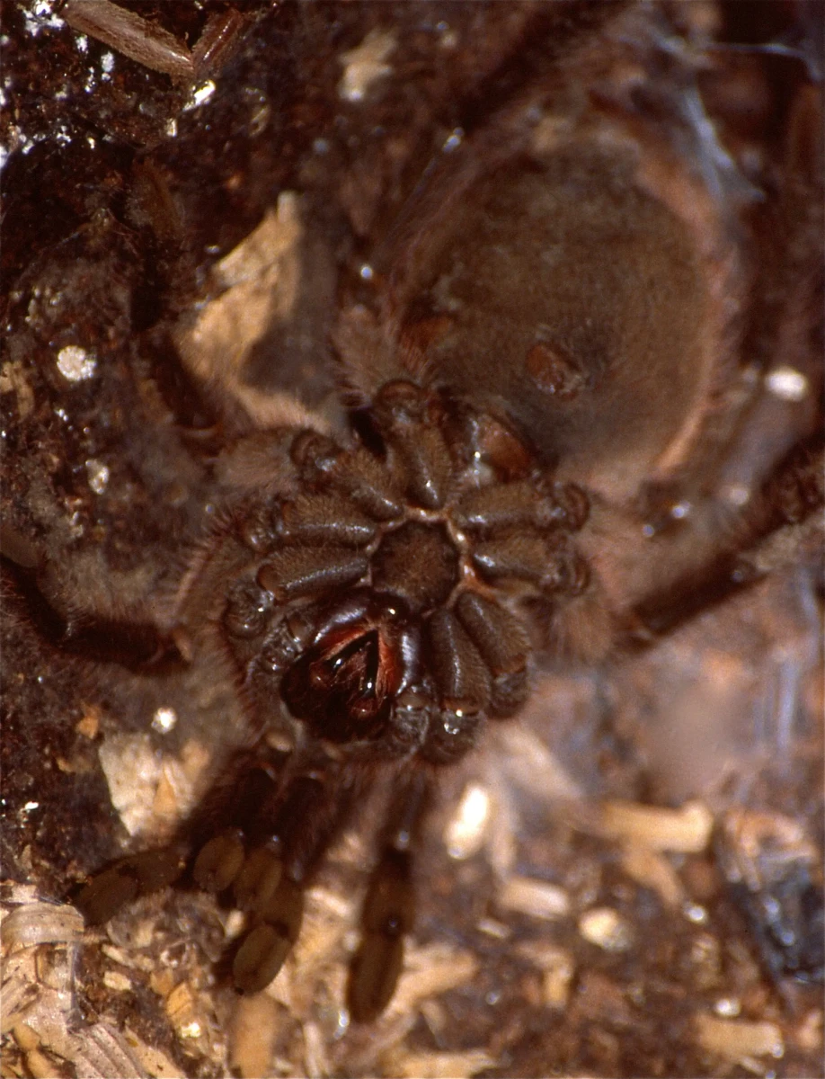 Goliath-Birdeater 01
