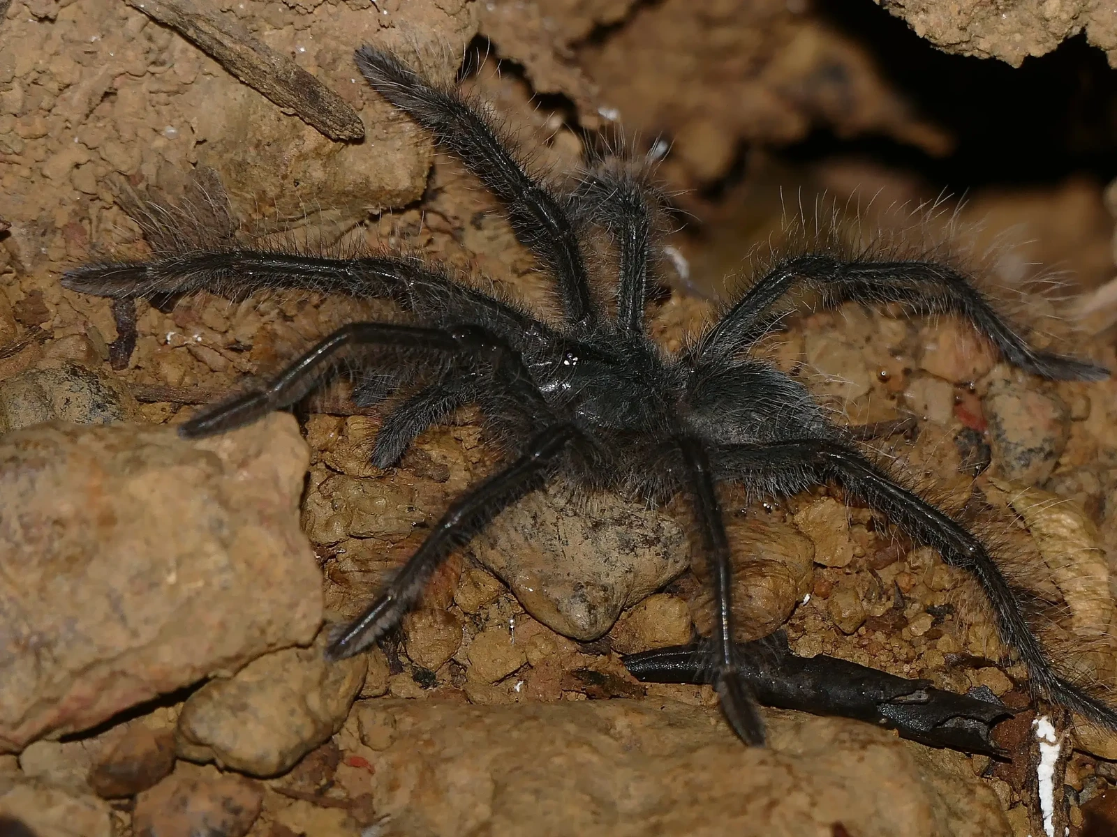 Goliath-Birdeater 02