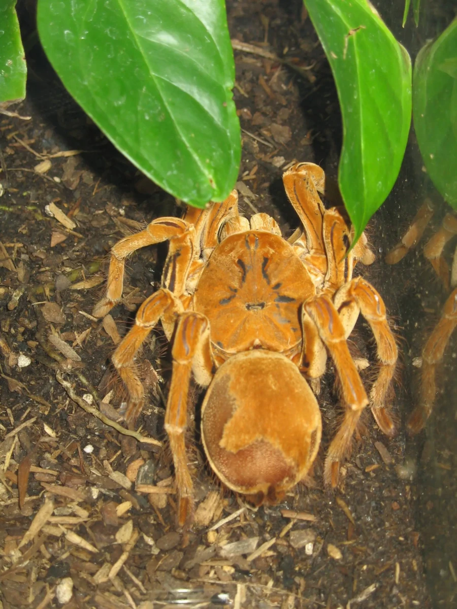 Goliath-Birdeater 03