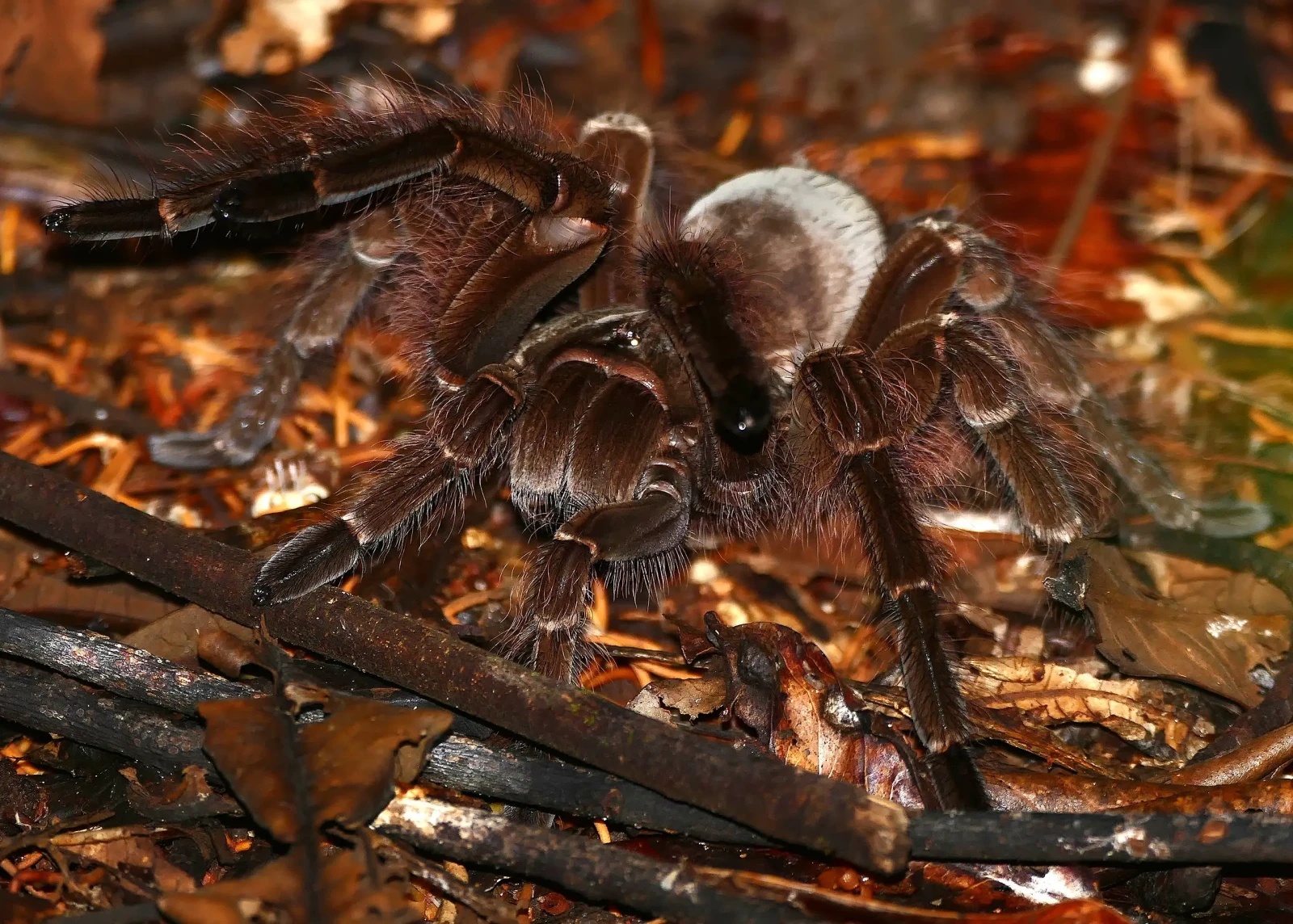 Goliath-Birdeater 04
