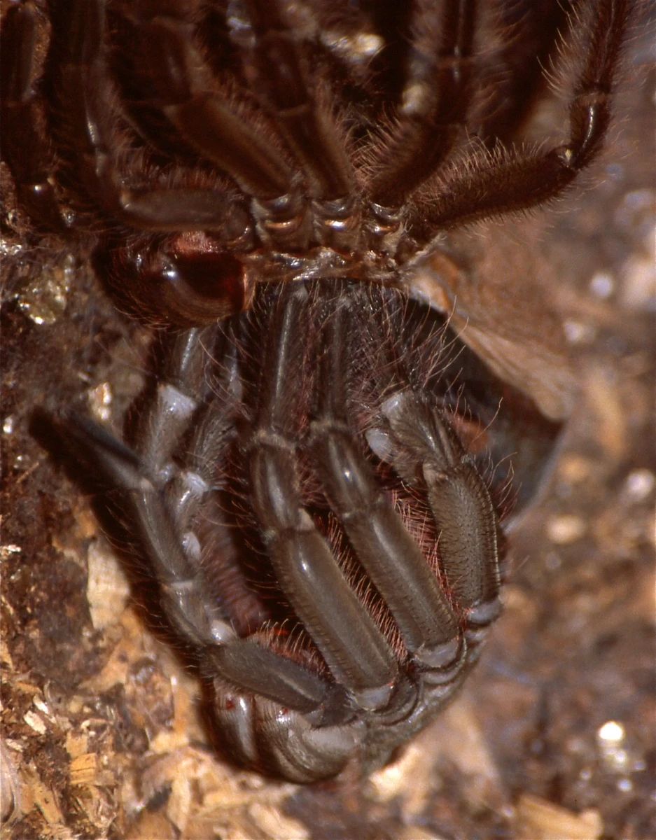 Goliath-Birdeater 05