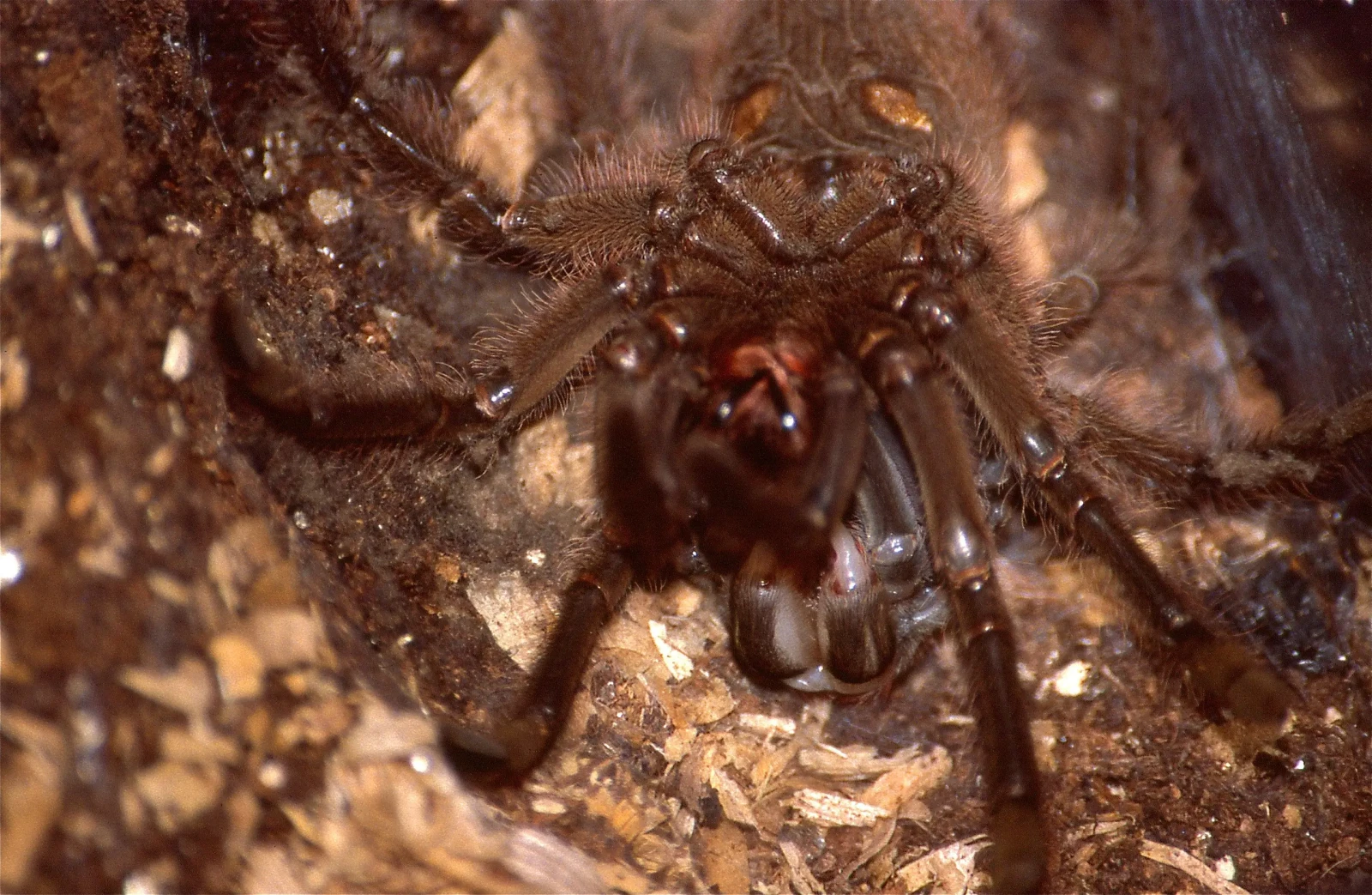 Goliath-Birdeater 06