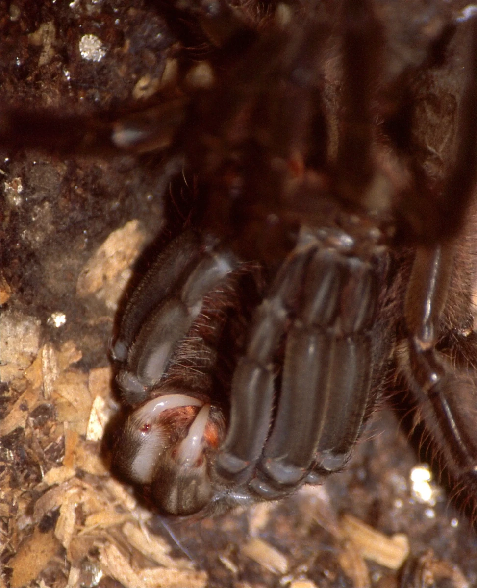 Goliath-Birdeater 07