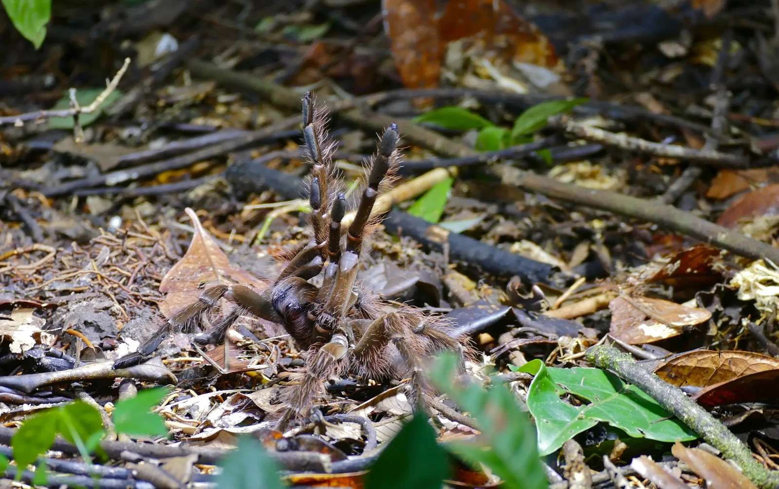 Goliath-Birdeater 08