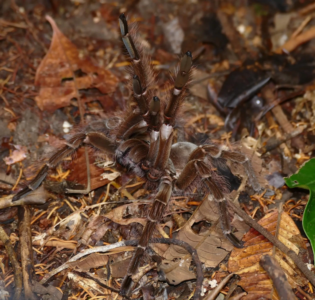 Goliath-Birdeater 09