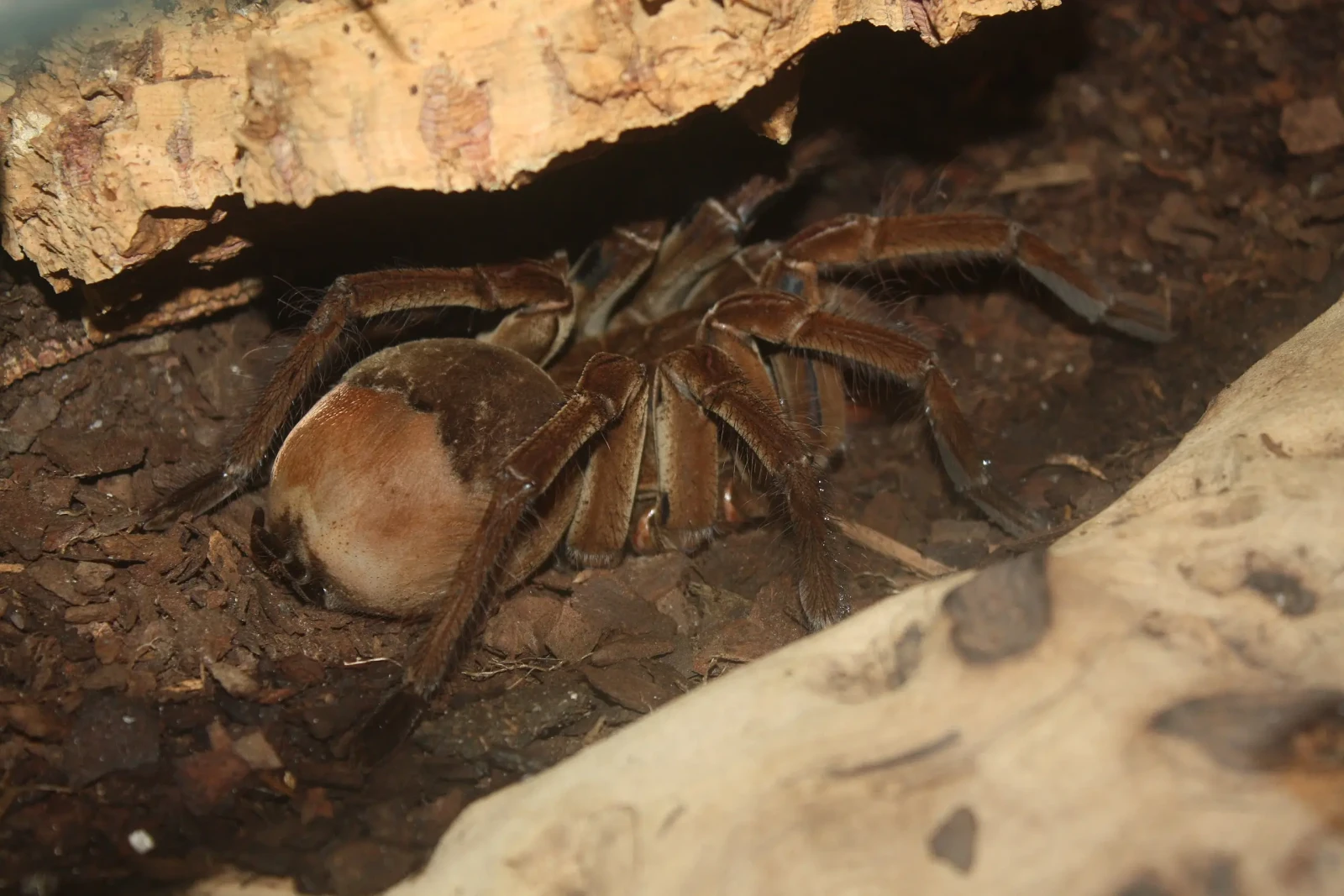 Goliath-Birdeater 10