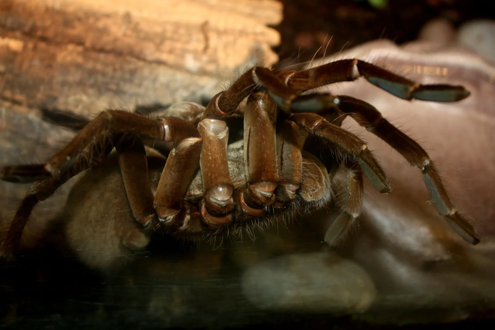Goliath-Birdeater 11