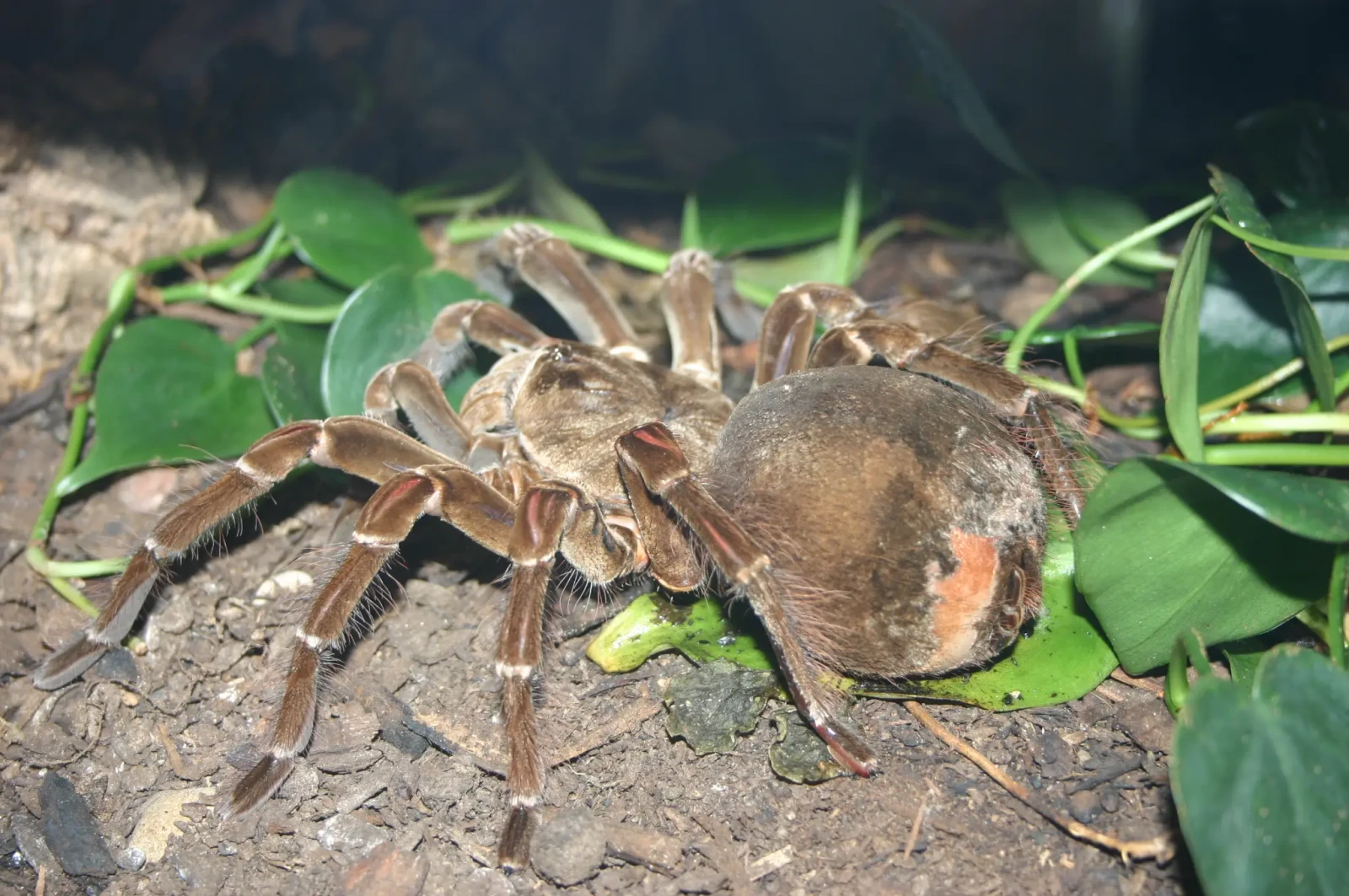 Goliath-Birdeater 12