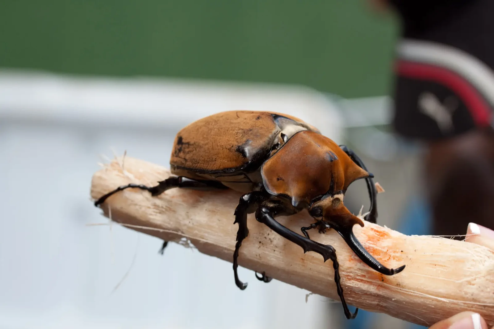 Hercules-Beetle 01