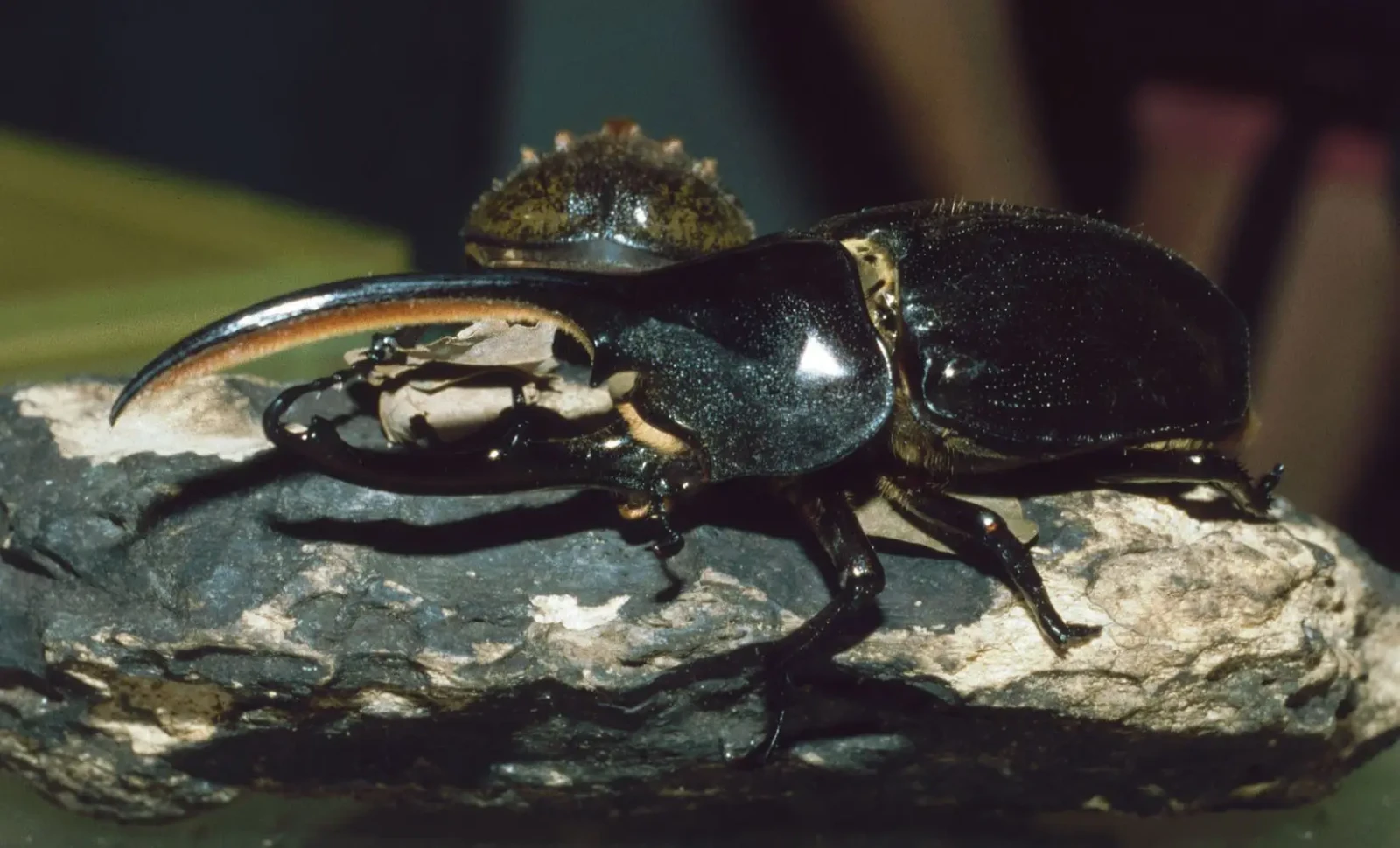 Hercules-Beetle 02