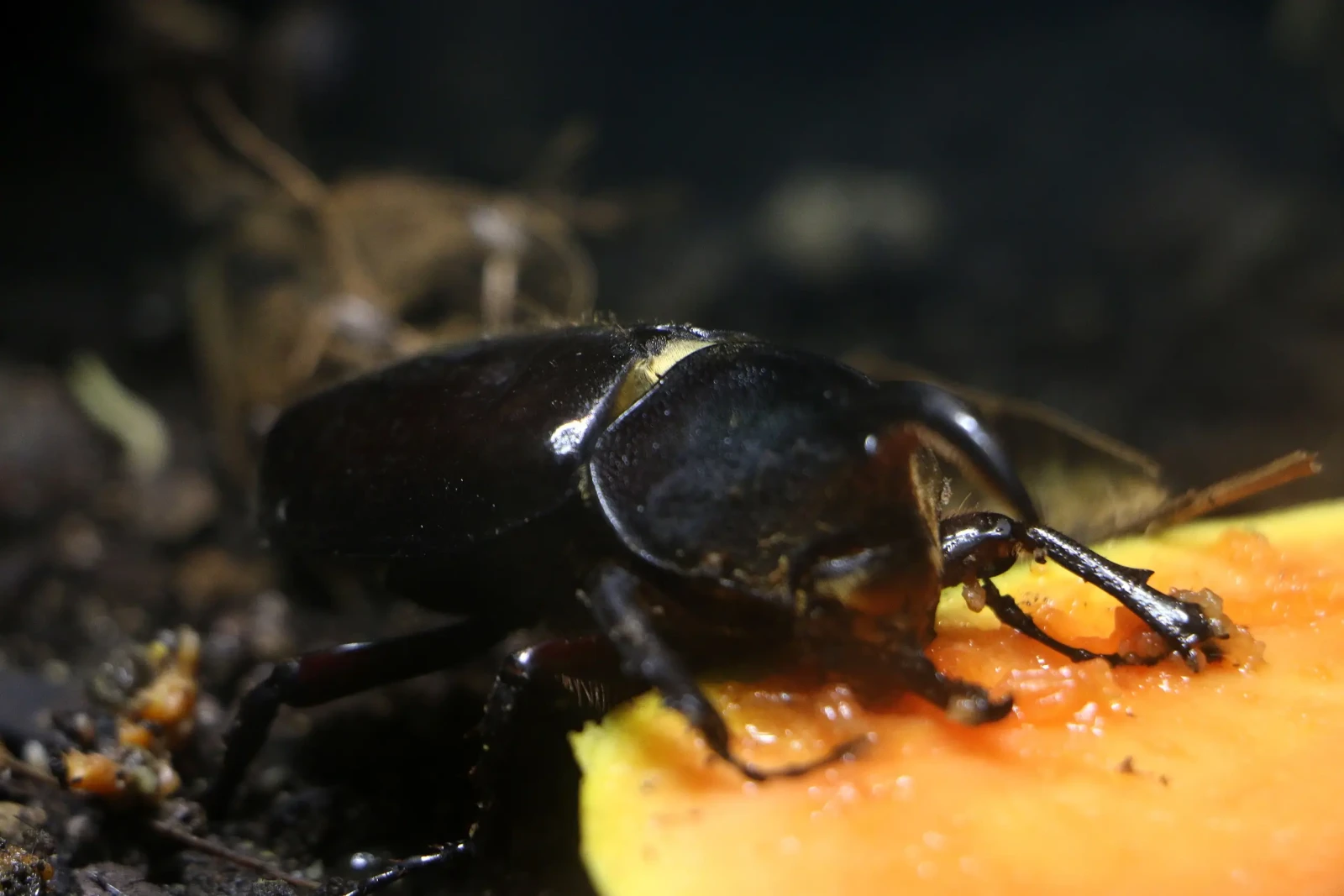 Hercules-Beetle 04