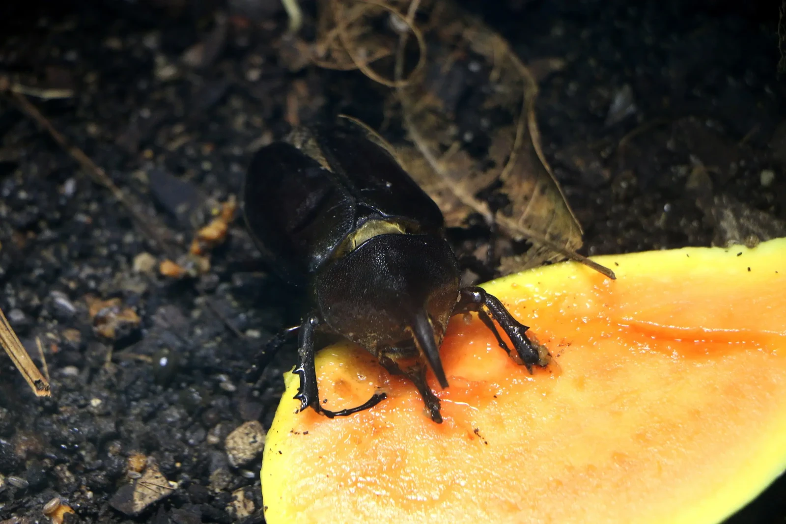Hercules-Beetle 05