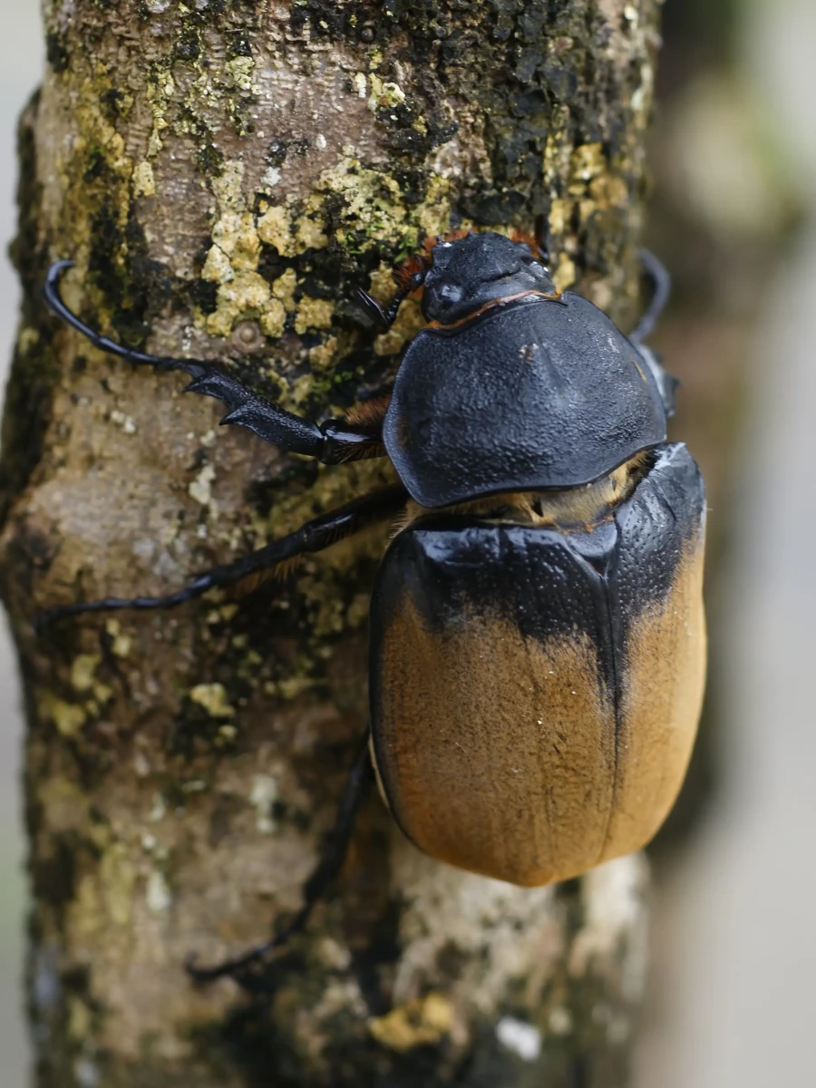 Hercules-Beetle 06