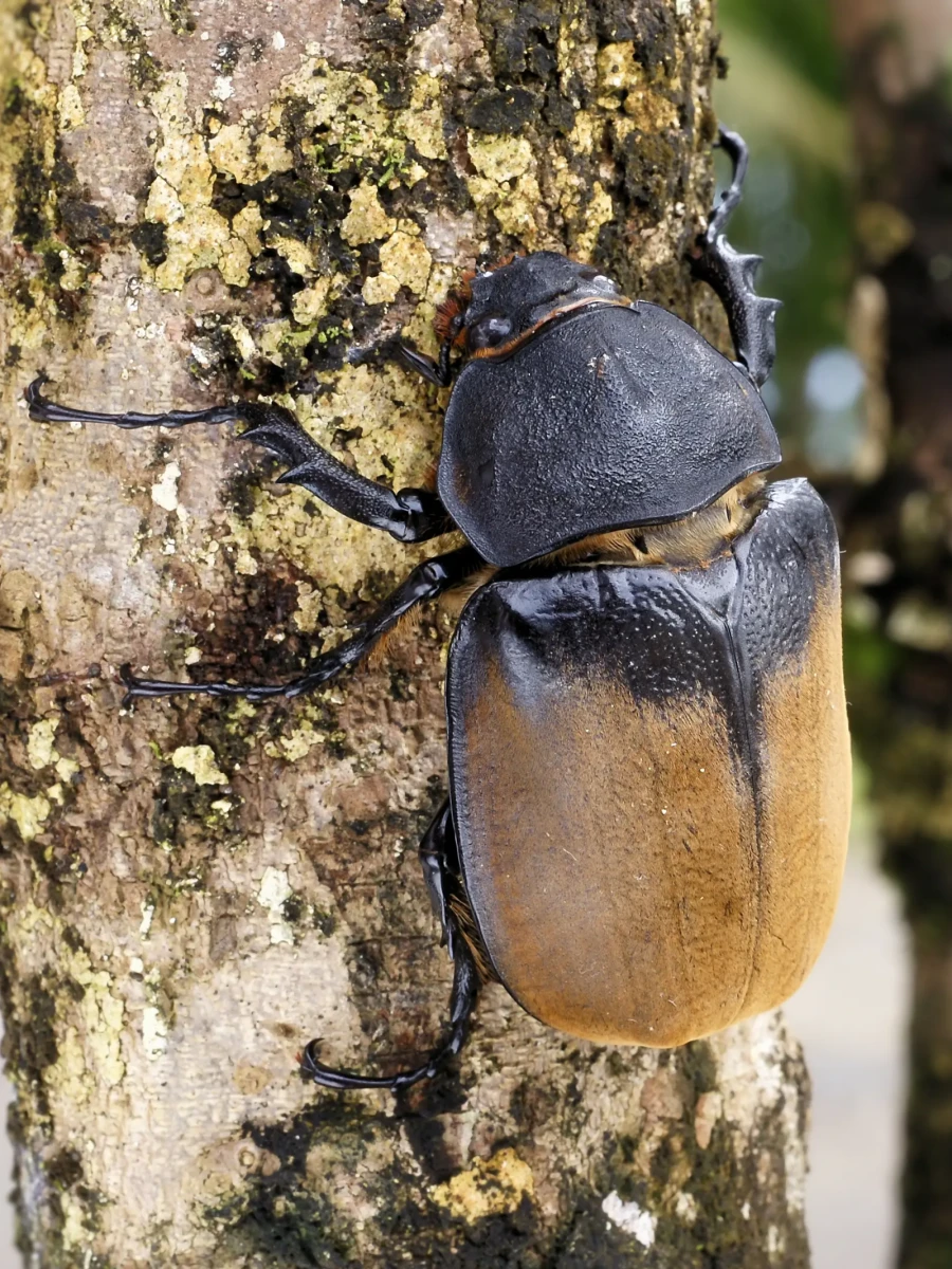Hercules-Beetle 07