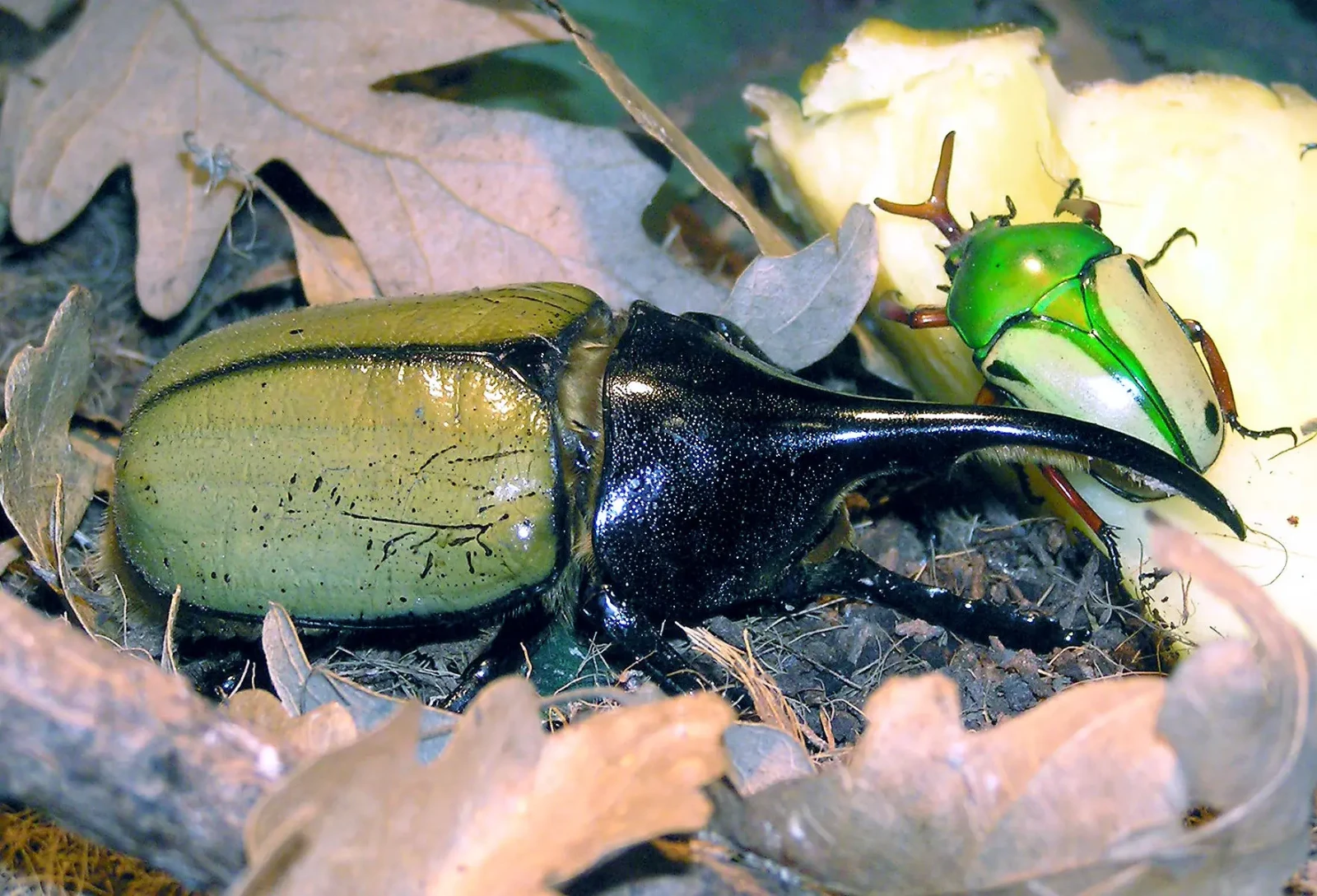 Hercules-Beetle 08