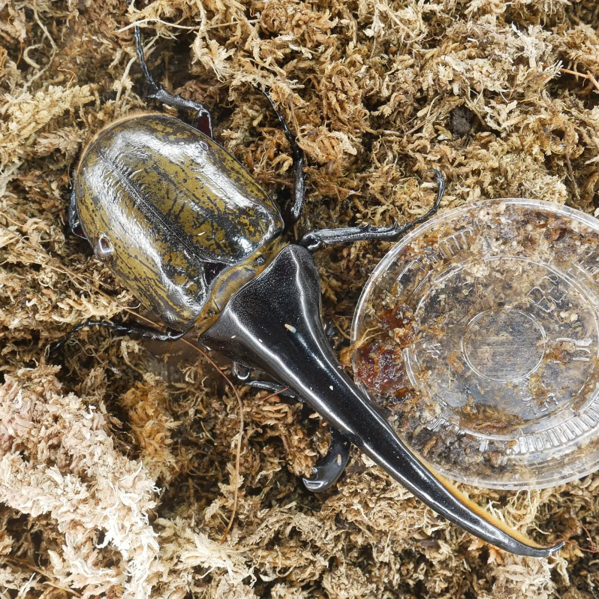 Hercules-Beetle 09