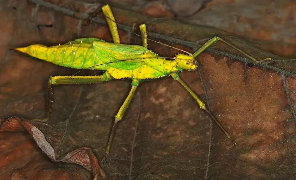 La Nymphe des bois, colosse végétalien des forêts tropicales