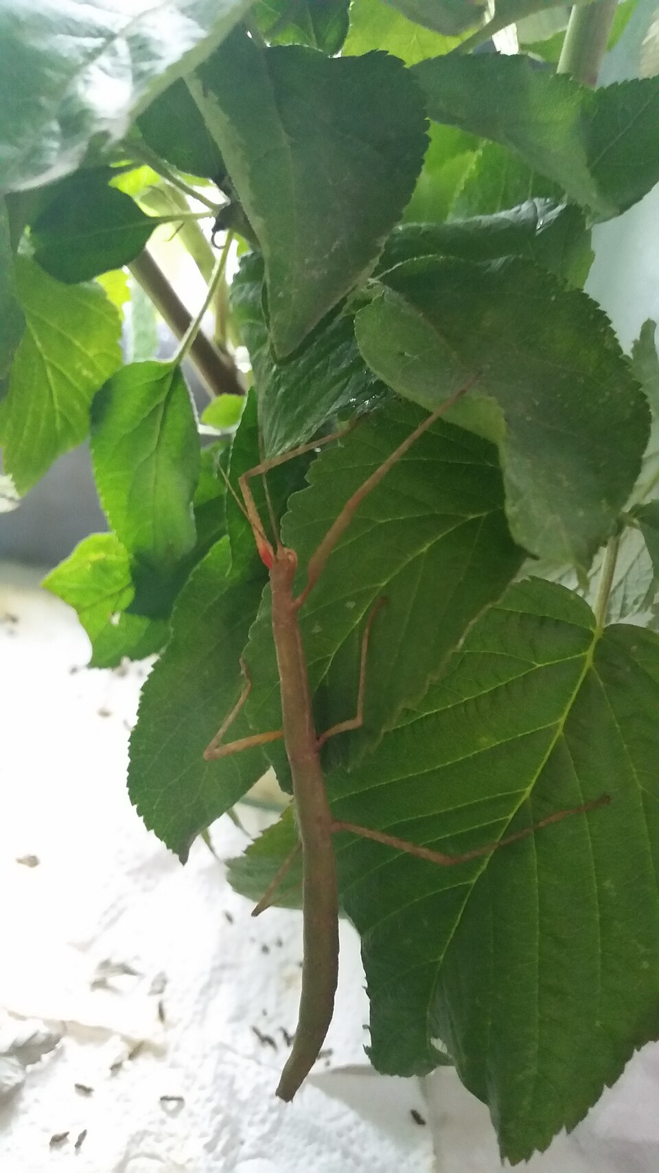 Indian-Stick-Insect 01