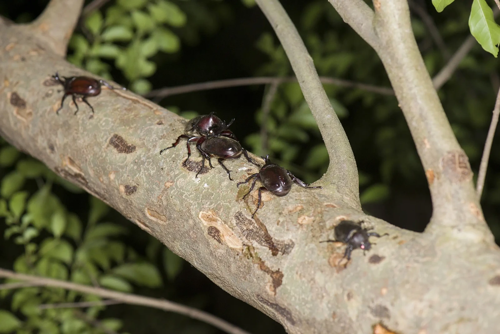 Kabutomushi : le coléoptère samouraï qui tient dans la main