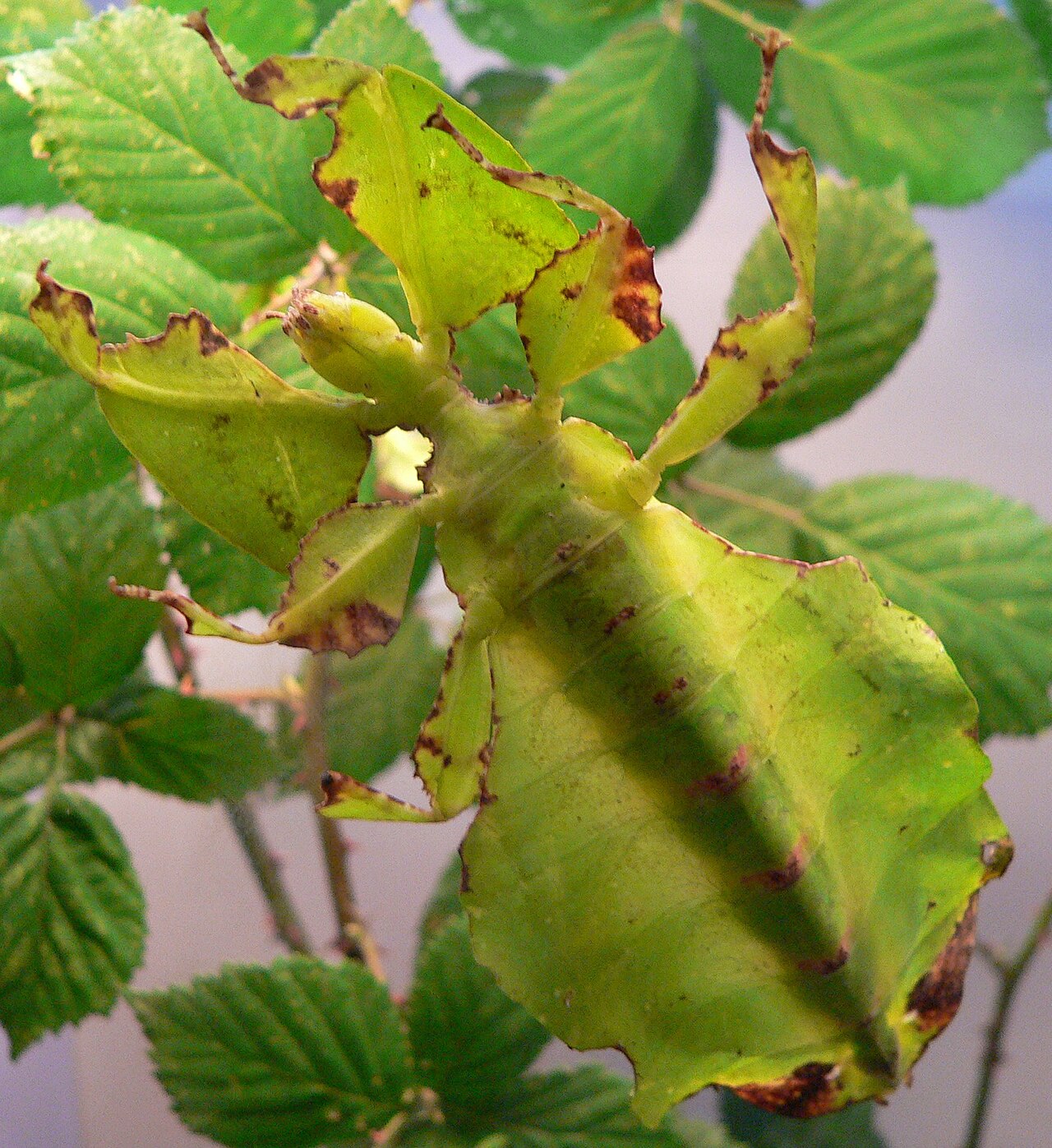L'art du camouflage : la phyllie de Gray