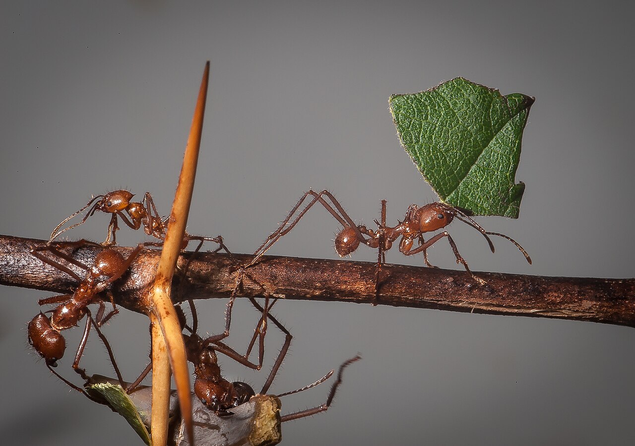 Leafcutter-Ant 01