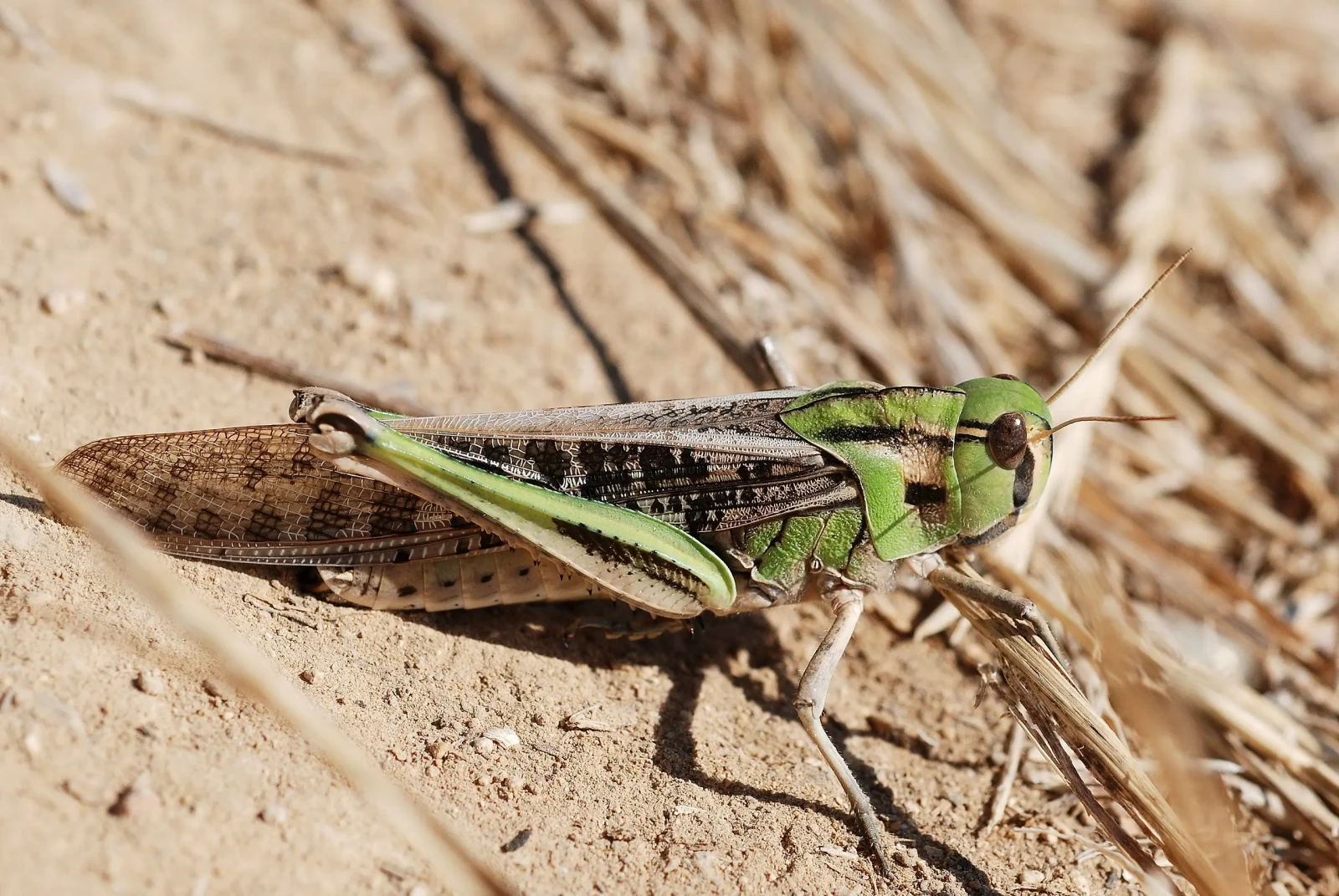 Criquet migrateur