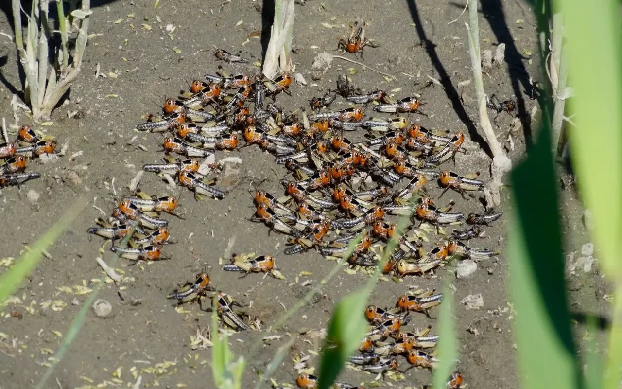 Criquet migrateur
