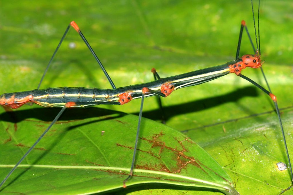 Peruvian-Fern-Stick-Insect 02