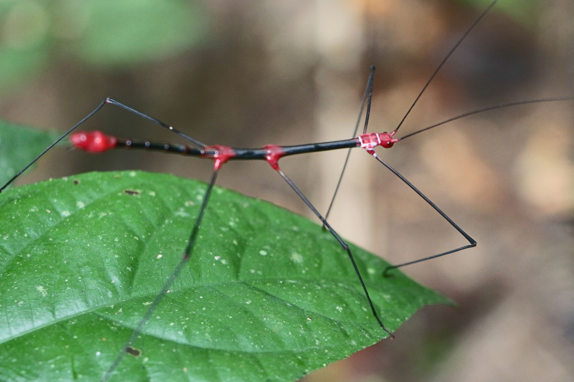 Peruvian-Fern-Stick-Insect 03