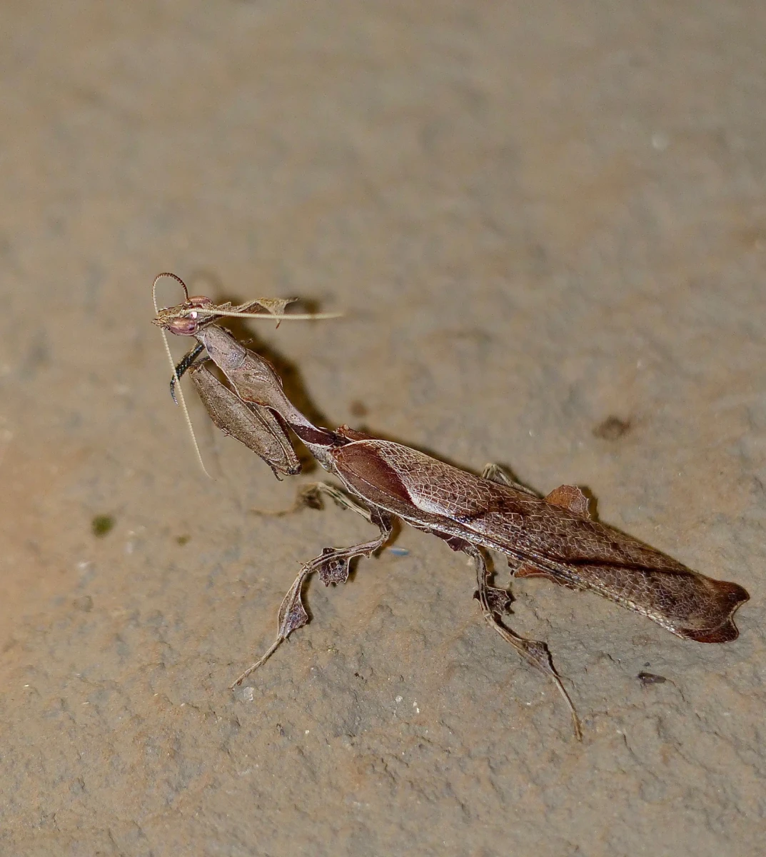 Phyllocrania-Paradoxa 02