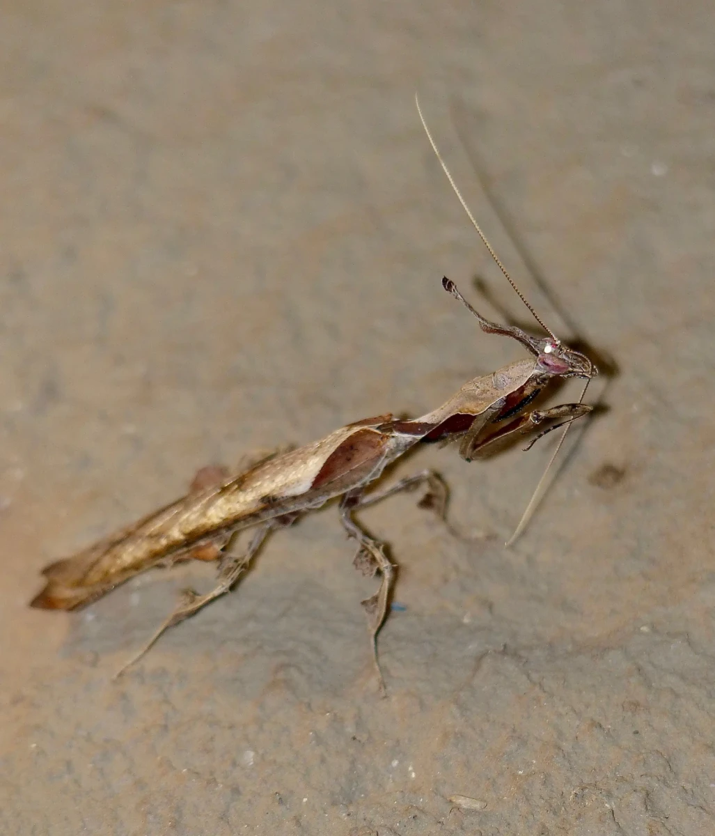 Phyllocrania-Paradoxa 03