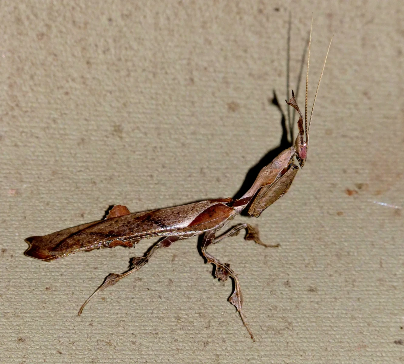 Phyllocrania-Paradoxa 05