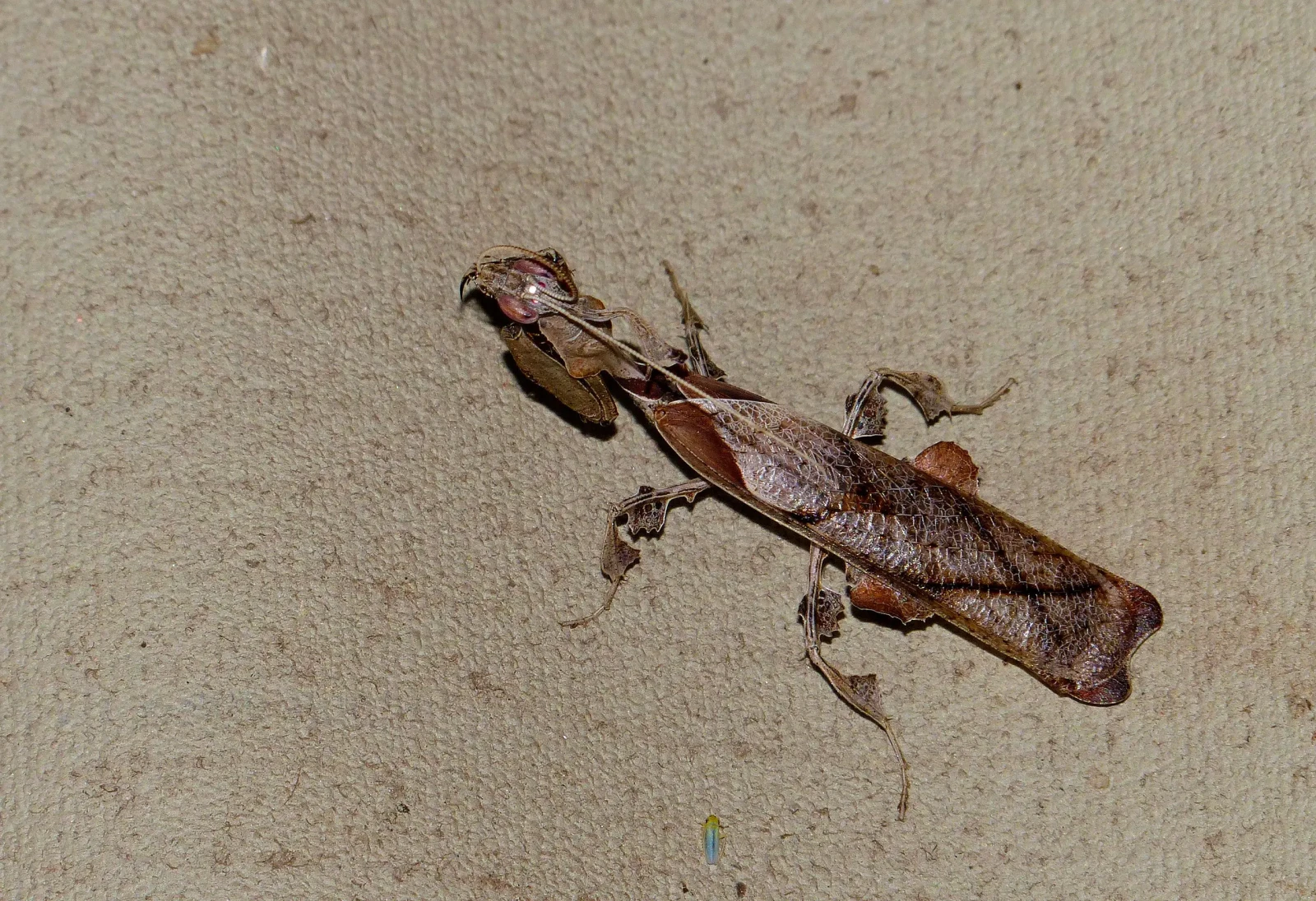 Phyllocrania-Paradoxa 06