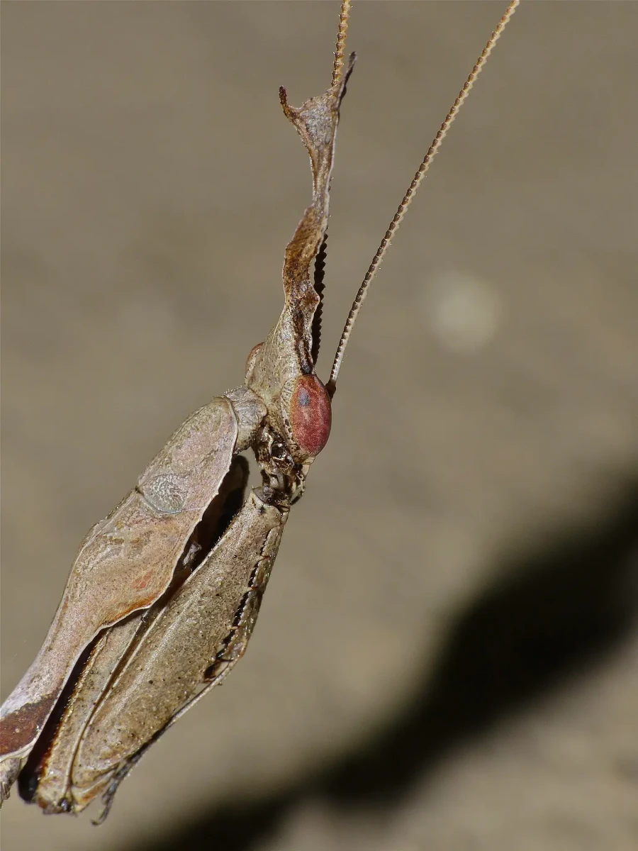 Phyllocrania-Paradoxa 08