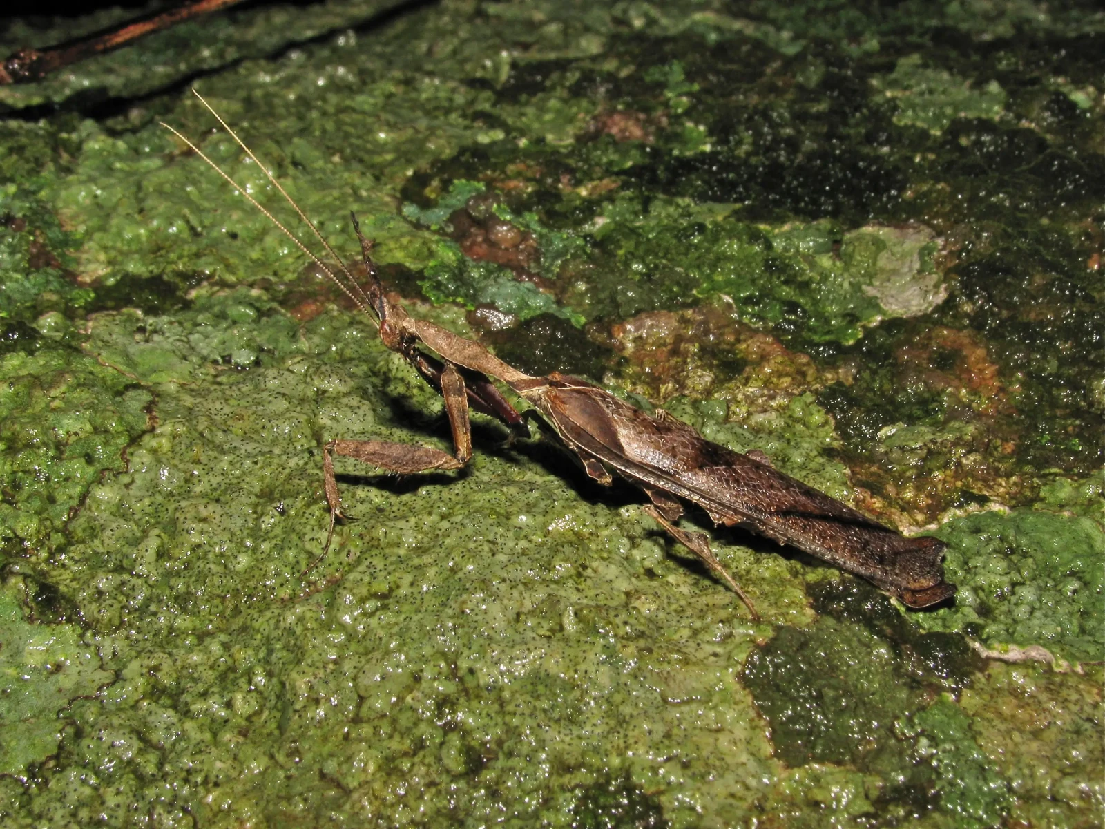 Phyllocrania-Paradoxa 10