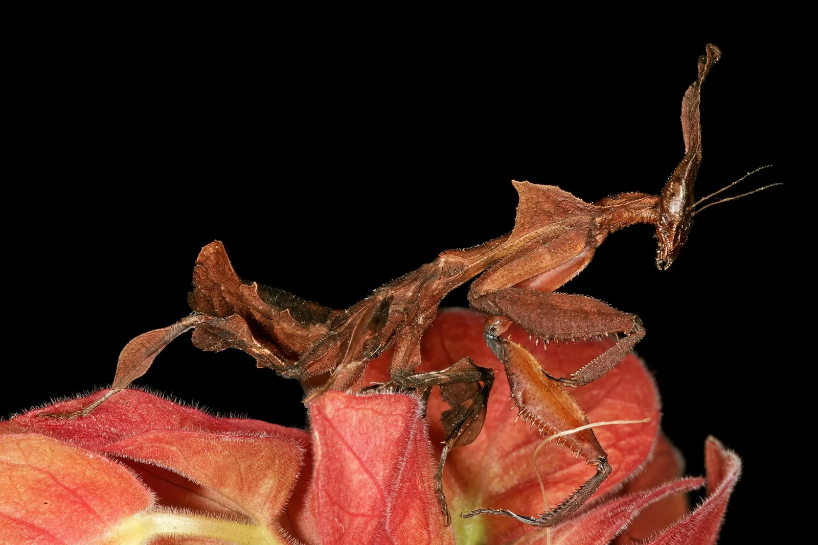 Phyllocrania-Paradoxa 11