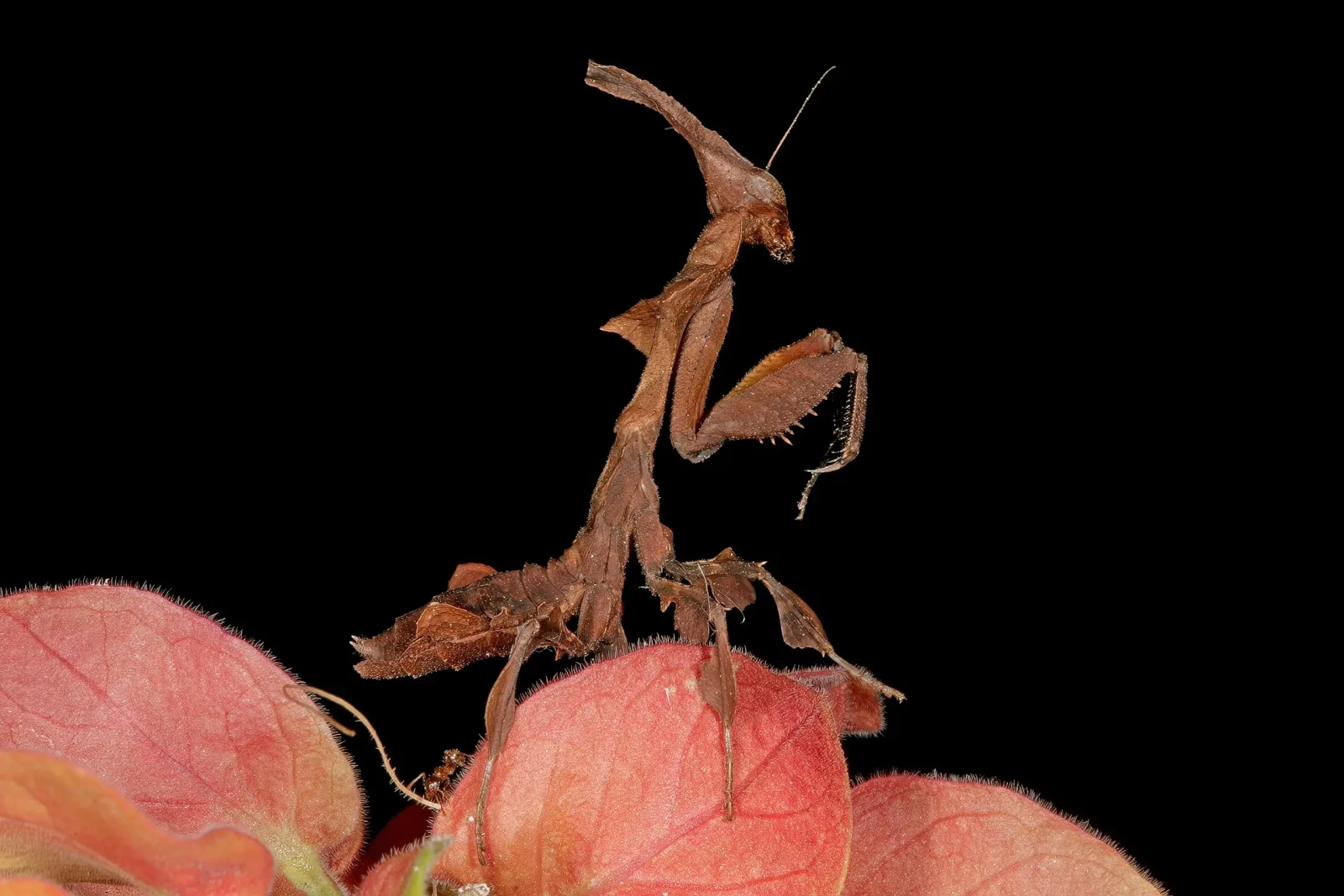 Phyllocrania-Paradoxa 12