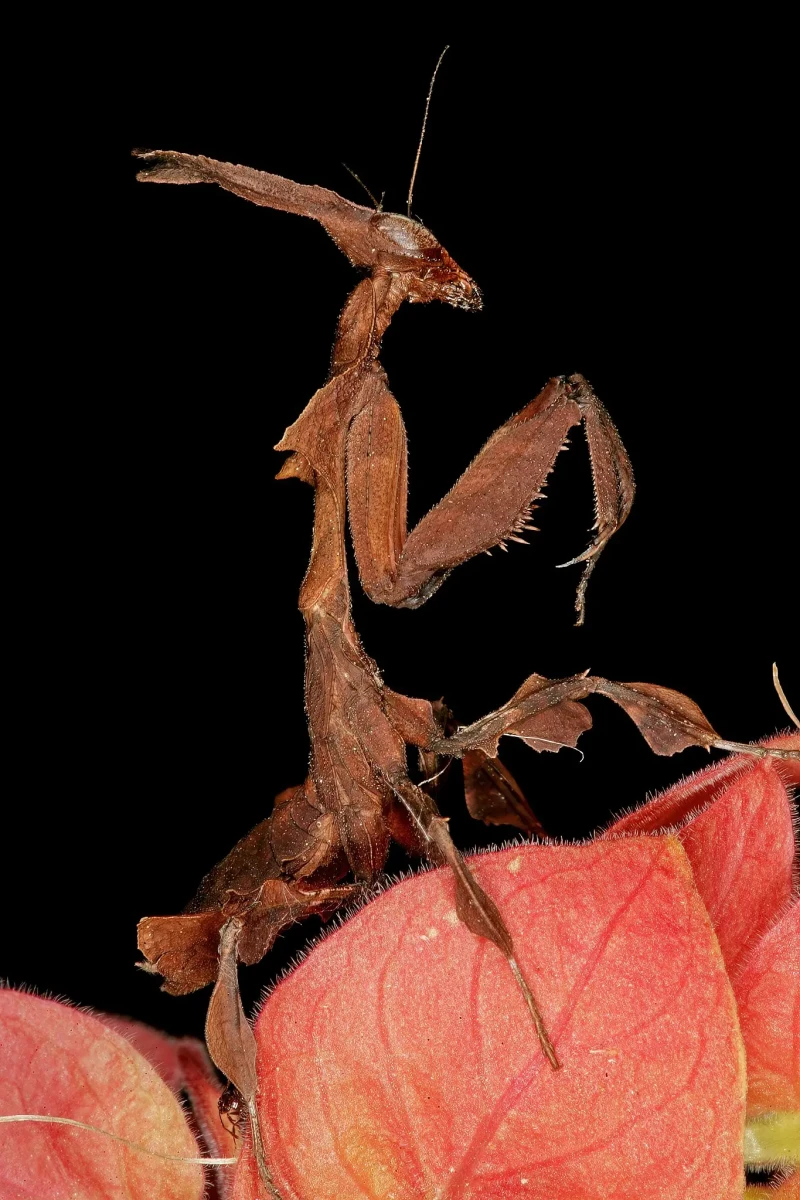 Phyllocrania-Paradoxa 13