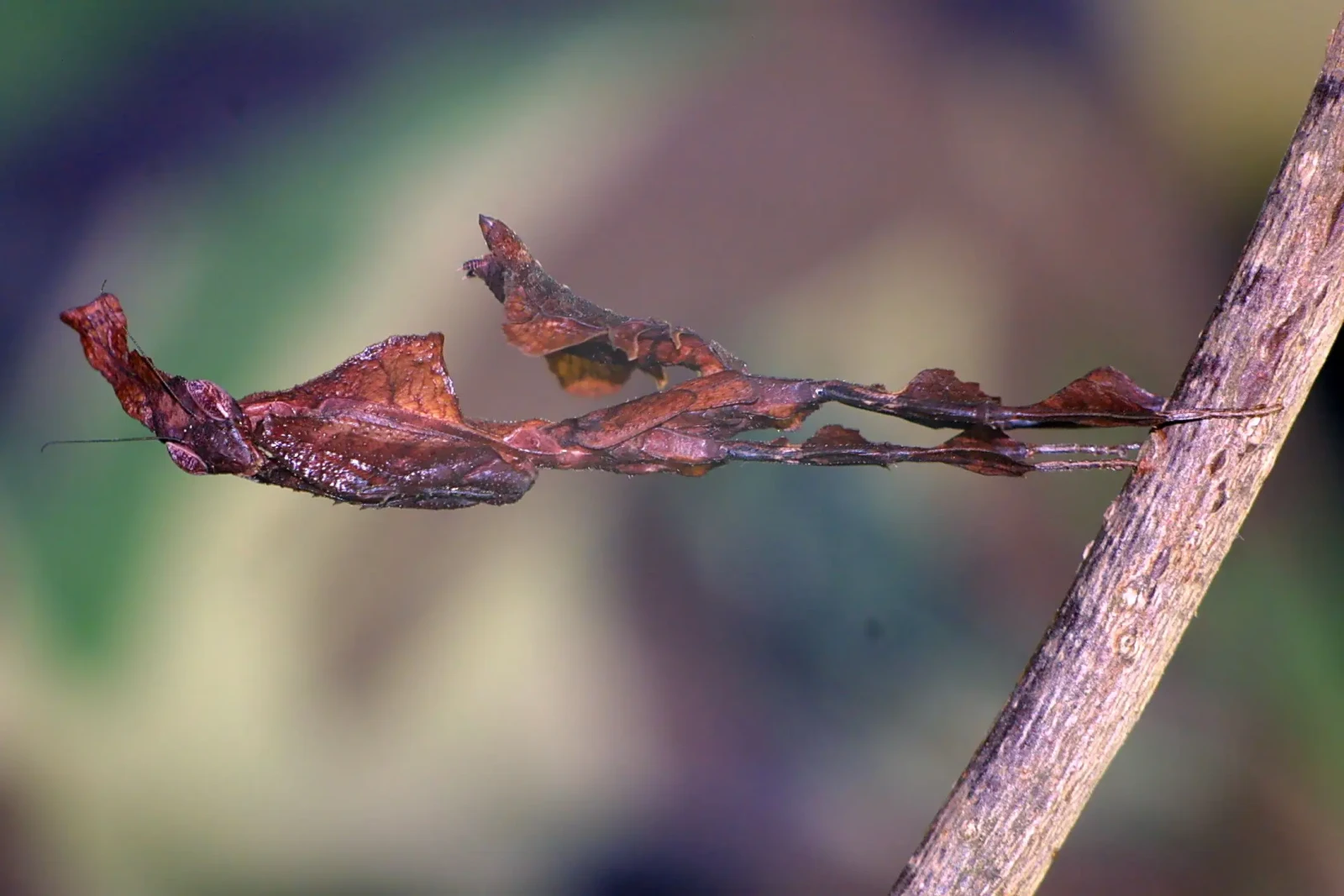 Phyllocrania-Paradoxa 14
