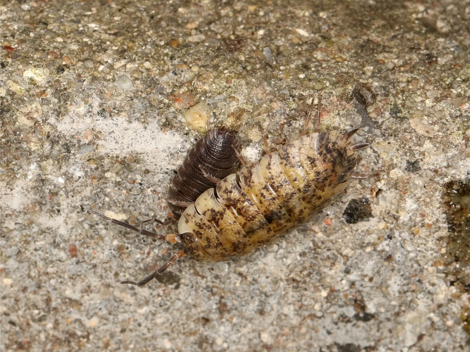 Porcellio-Scaber 03