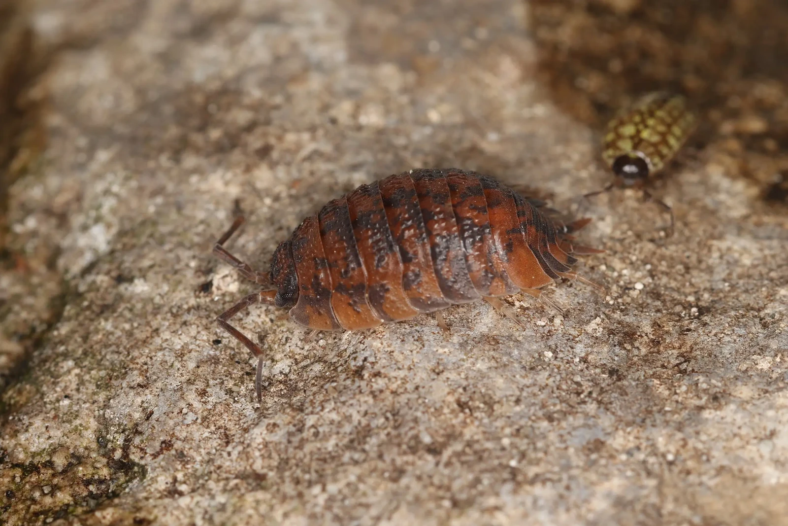 Porcellio-Scaber 04