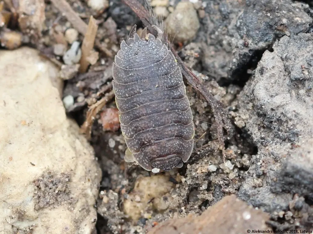 Porcellio-Scaber 05