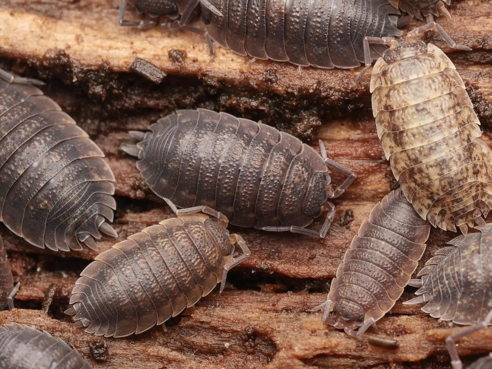 Porcellio-Scaber 06