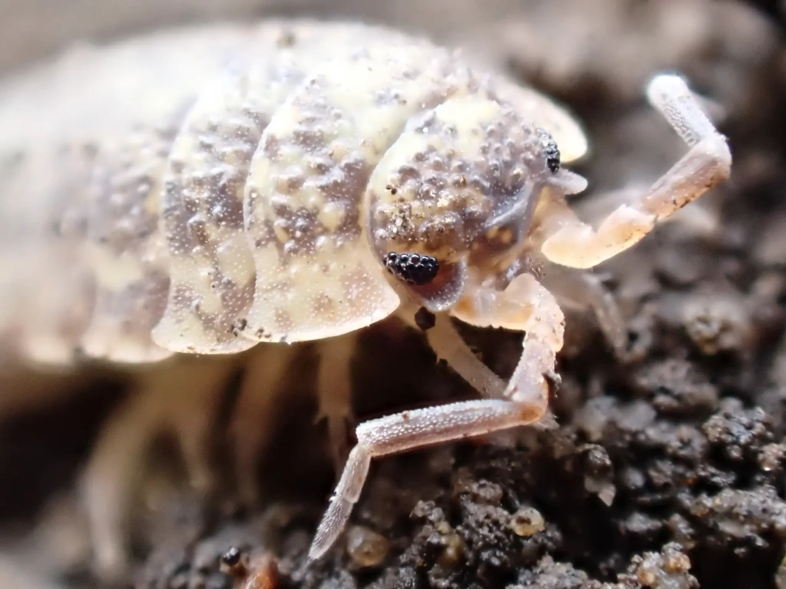 Porcellio-Scaber 07