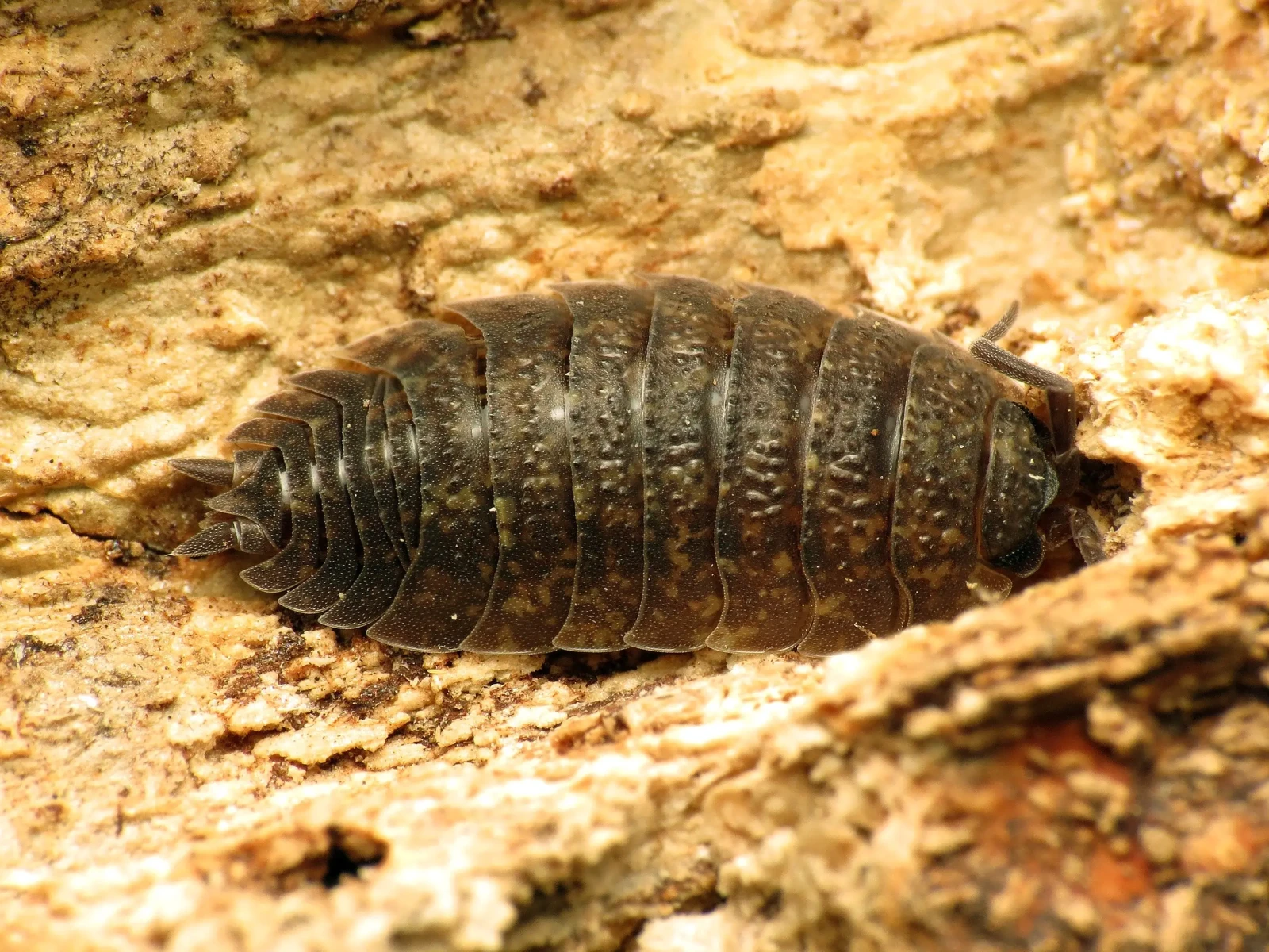 Porcellio-Scaber 08