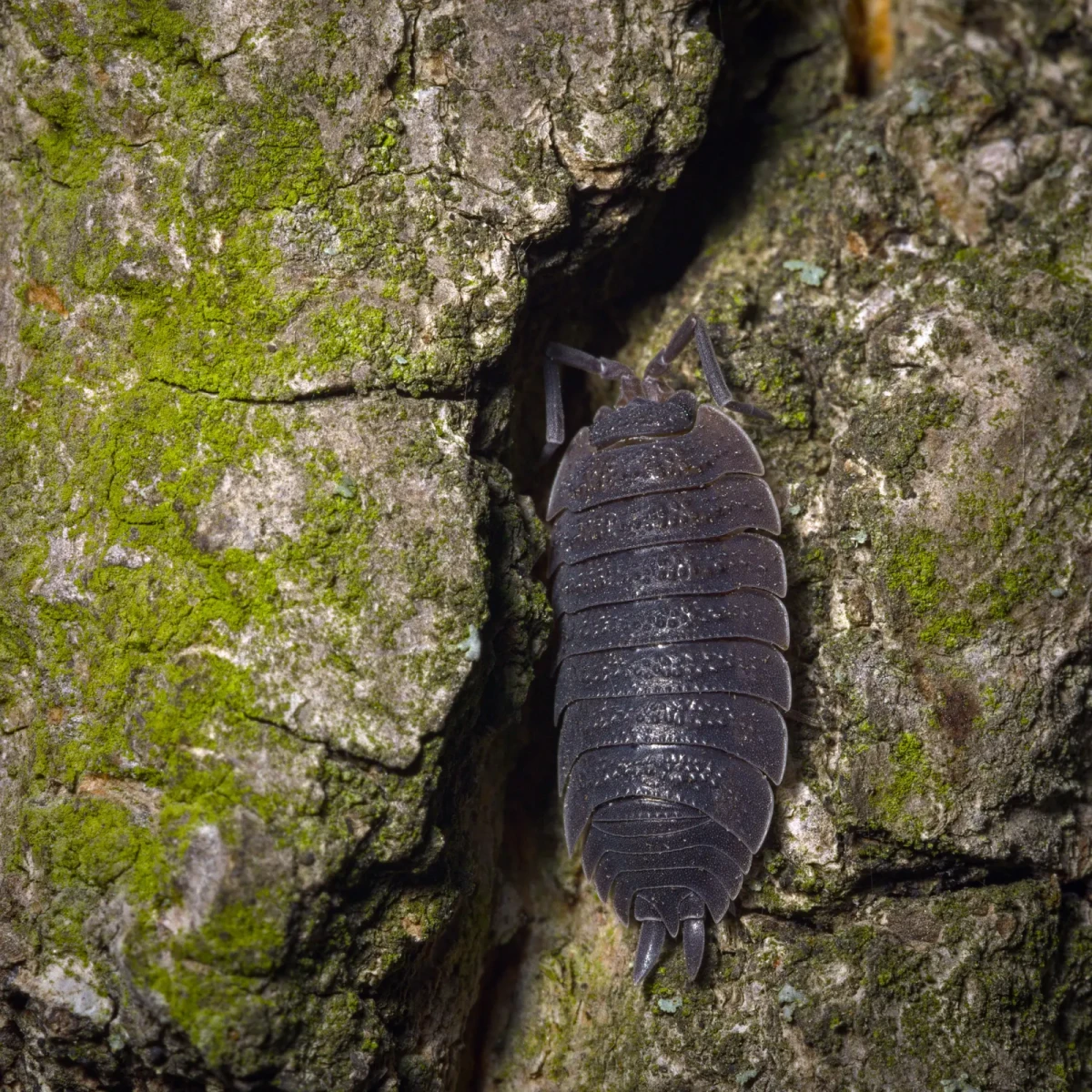 Porcellio-Scaber 09