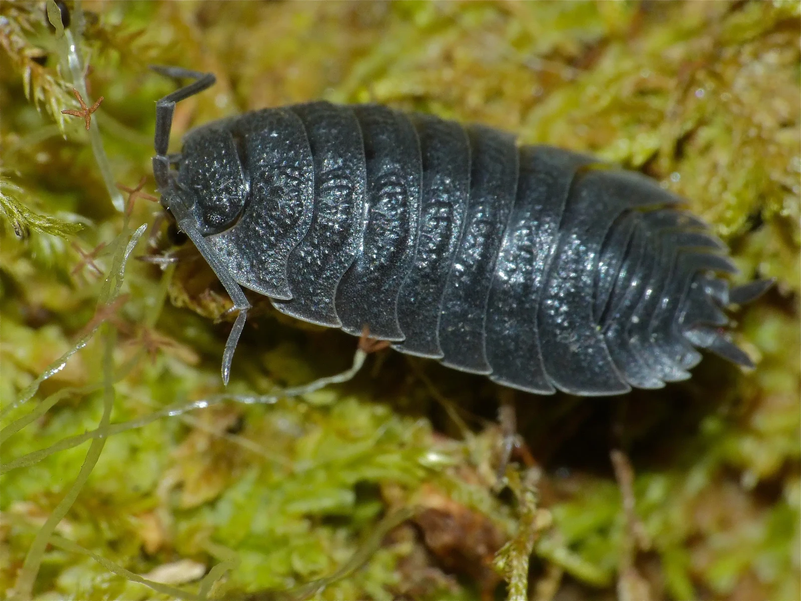 Porcellio-Scaber 10