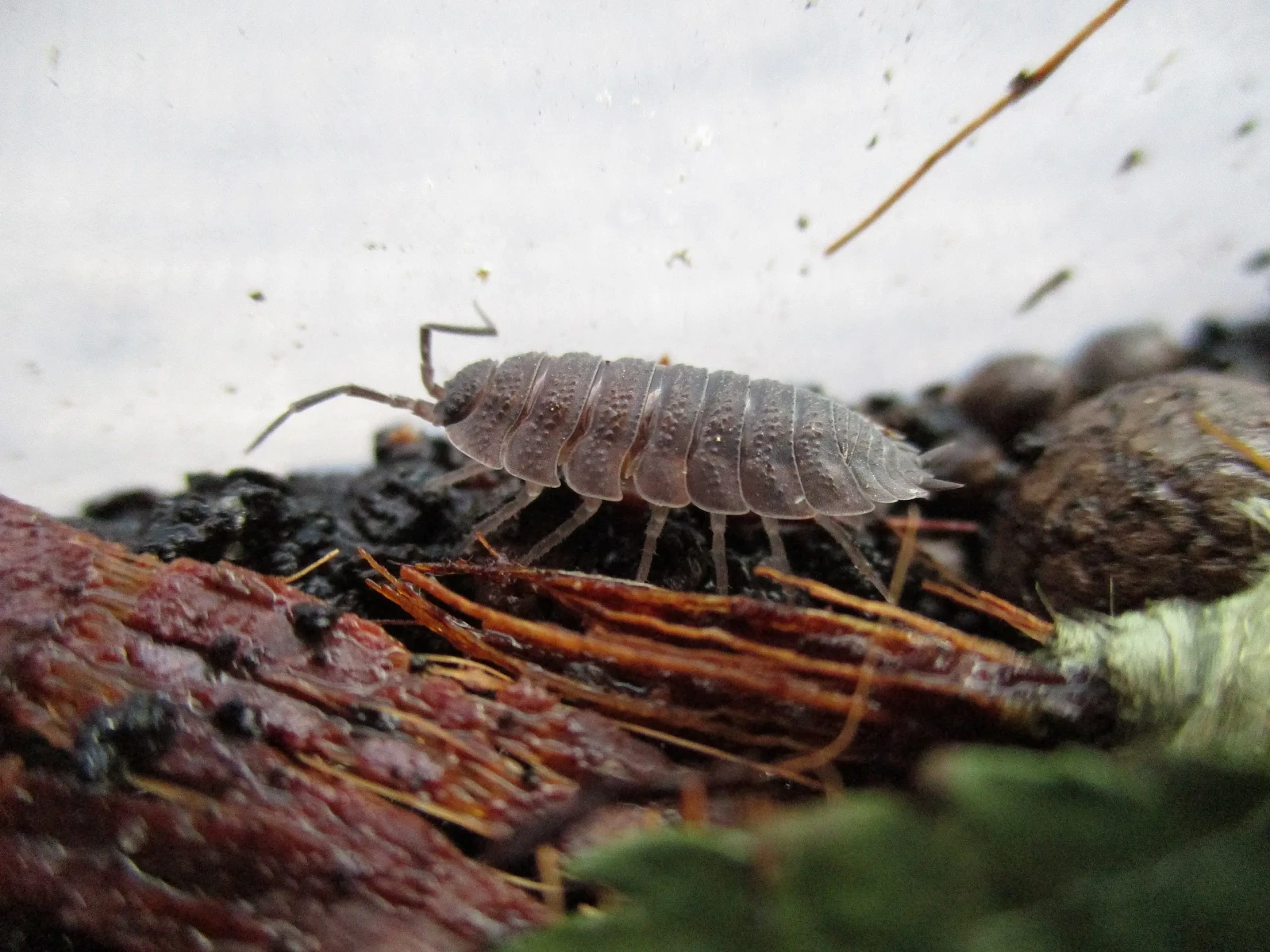 Porcellio-Scaber 11